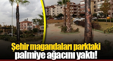 Şehir magandaları parktaki palmiye ağacını yaktı!