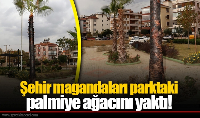 Şehir magandaları parktaki palmiye ağacını yaktı! 