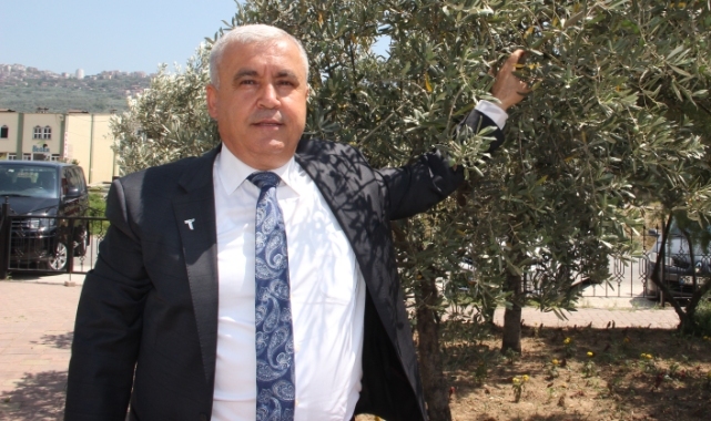 Türkiye sofralık zeytinde dünyada birinci