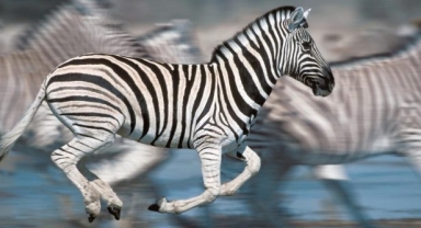 Ankara Müftüsü’nden zebra eti fetvası