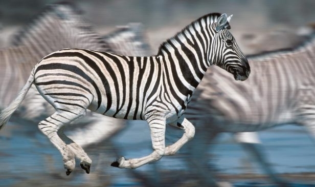 Ankara Müftüsü’nden zebra eti fetvası