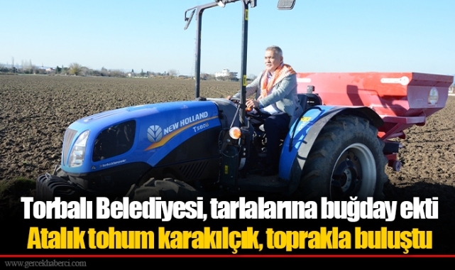 Atalık tohum karakılçık, toprakla buluştu