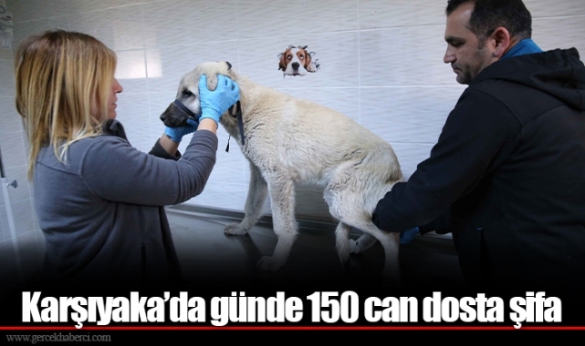Karşıyaka’da günde 150 can dosta şifa