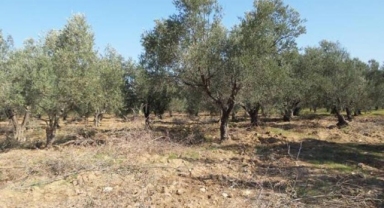 Zeytinlik katliamı için tekrar harekete geçildi: Madenciliğe açılacak!