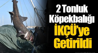 2 Tonluk Köpekbalığı İKÇÜ’ye Getirildi