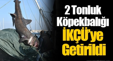 2 Tonluk Köpekbalığı İKÇÜ’ye Getirildi