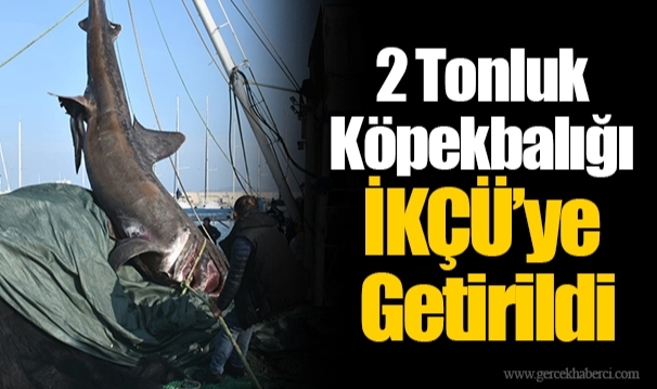 2 Tonluk Köpekbalığı İKÇÜ’ye Getirildi