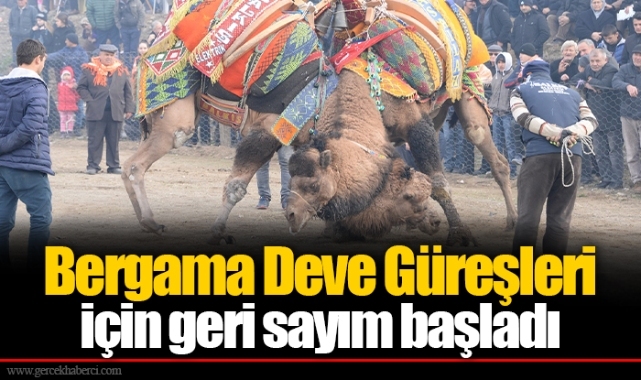 Bergama Deve Güreşleri için geri sayım başladı