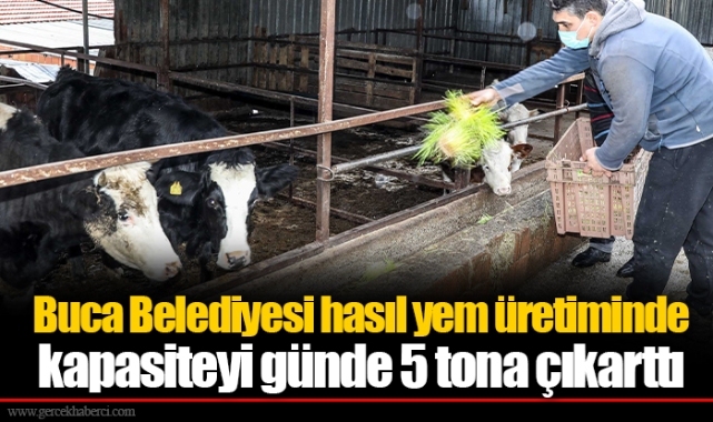 Buca Belediyesi hasıl yem üretiminde kapasiteyi günde 5 tona çıkarttı