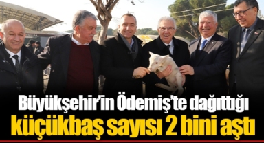 Büyükşehir’in Ödemiş’te dağıttığı küçükbaş sayısı 2 bini aştı