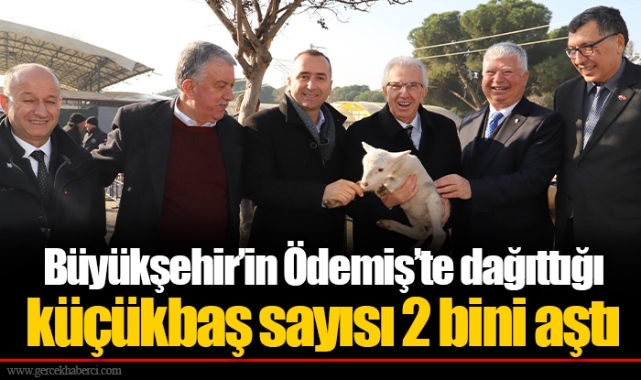 Büyükşehir’in Ödemiş’te dağıttığı küçükbaş sayısı 2 bini aştı