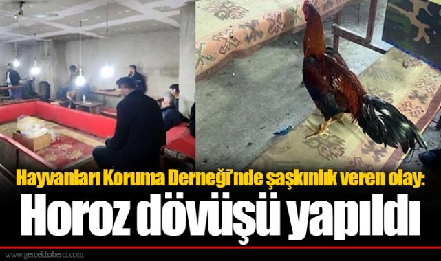 Hayvanları Koruma Derneği’nde şaşkınlık veren olay: Horoz dövüşü yapıldı