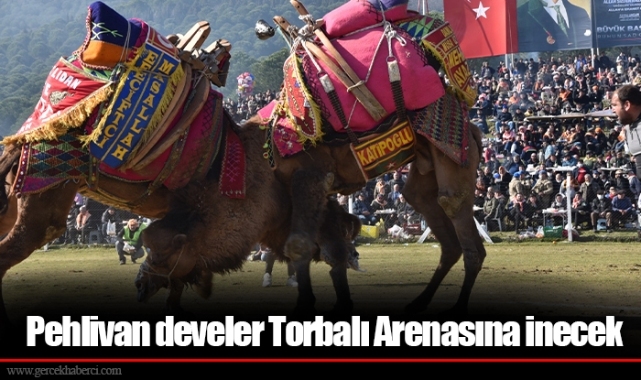 Pehlivan develer Torbalı Arenasına inecek