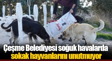 Çeşme Belediyesi soğuk havalarda sokak hayvanlarını unutmuyor