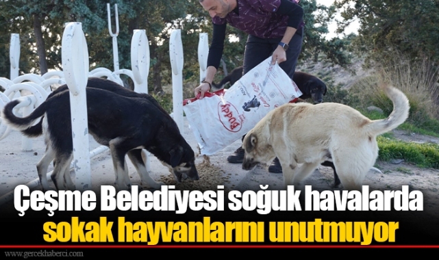 Çeşme Belediyesi soğuk havalarda sokak hayvanlarını unutmuyor