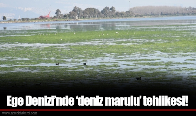 Ege Denizi’nde ‘deniz marulu’ tehlikesi!