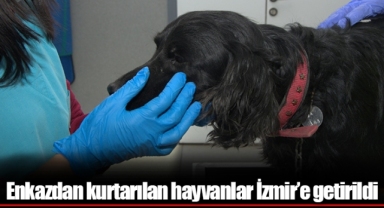 Enkazdan kurtarılan hayvanlar İzmir’e getirildi