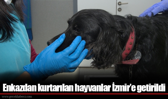 Enkazdan kurtarılan hayvanlar İzmir’e getirildi