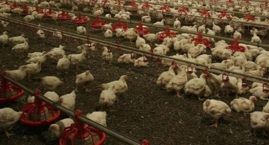 6.5 milyon kanatlı hayvan itlaf edildi! Afyonkarahisar ve Denizli'de kuş gribi alarmı