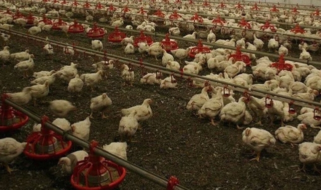 6.5 milyon kanatlı hayvan itlaf edildi! Afyonkarahisar ve Denizli'de kuş gribi alarmı