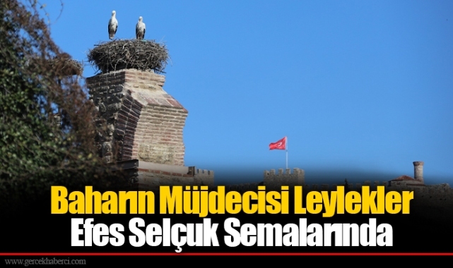Baharın Müjdecisi Leylekler Efes Selçuk Semalarında