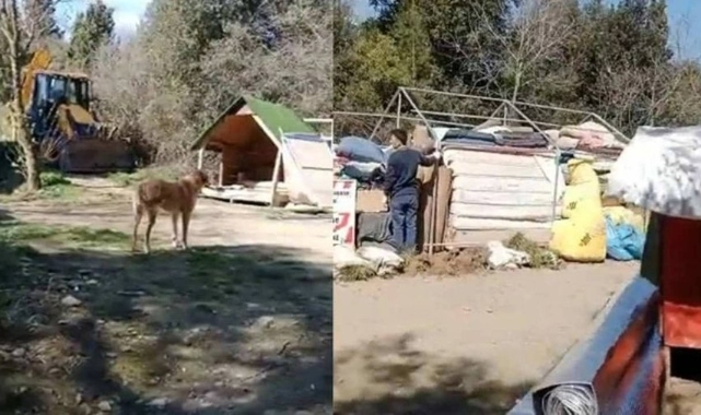 Boğaziçi Hayvan Barınma Merkezi'ne iş makineleriyle baskın: Gözaltılar var; onlarca köpeğe ne olacağı bilinmiyor
