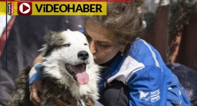 Depremin 22. gününde bir köpek enkazdan canlı kurtarıldı