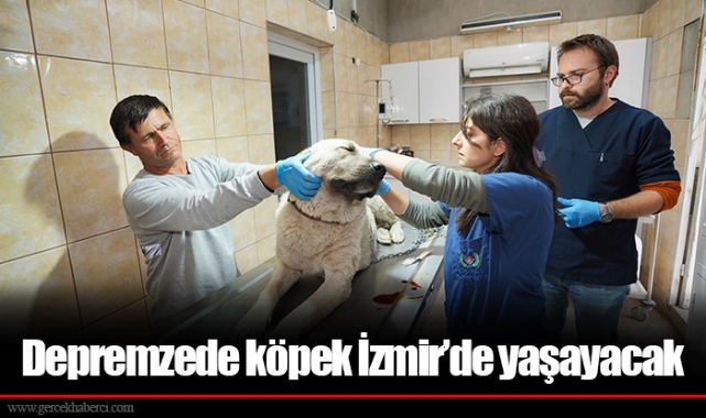 Depremzede köpek İzmir’de yaşayacak