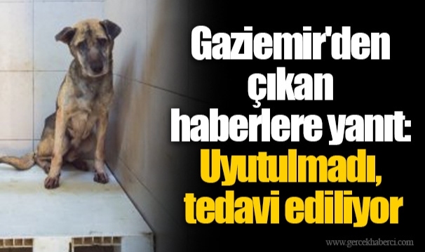 Gaziemir'den çıkan haberlere yanıt: Uyutulmadı,  tedavi ediliyor