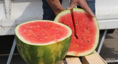 Karpuzun fiyatı cep yakıyor! Dilimi 60 liradan satışa çıktı