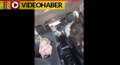 Arka koltuğu beğenmeyen köpeğin isyanı