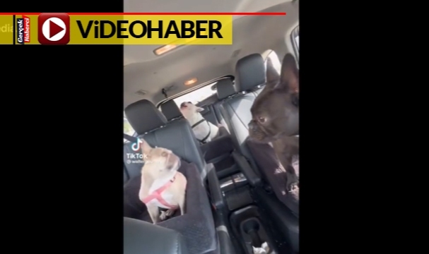 Arka koltuğu beğenmeyen köpeğin isyanı