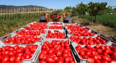 Domates ihracatını 500 milyon dolara çıkaracak karar
