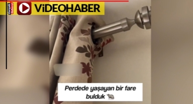 Fare, perdenin içine yuva yaptı, ev sahibi fareyi zor çıkardı