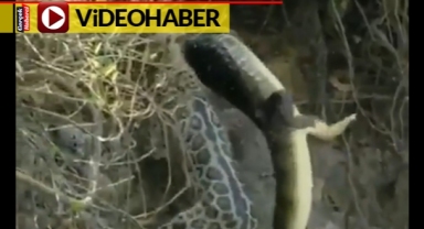 Jaguar, timsahı ensesinden kaptığı gibi sudan çıkardı