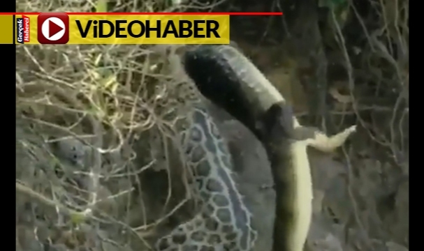Jaguar, timsahı ensesinden kaptığı gibi sudan çıkardı