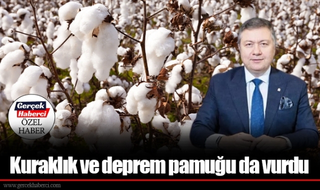 Kuraklık ve deprem pamuğu da vurdu