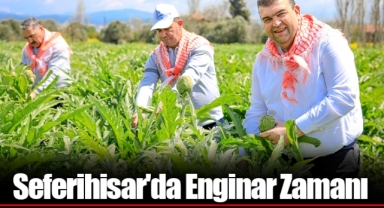 Seferihisar'da Enginar Zamanı