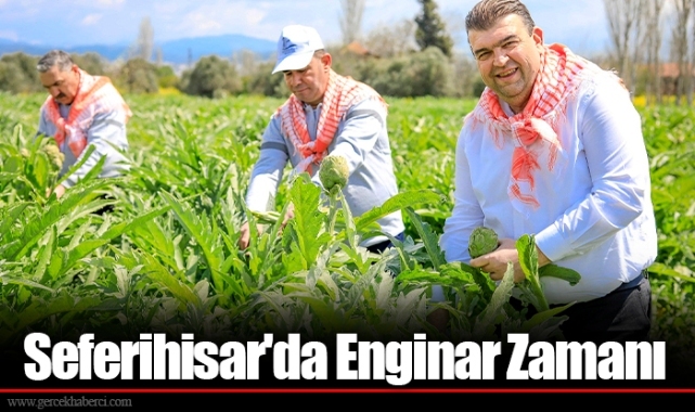 Seferihisar'da Enginar Zamanı