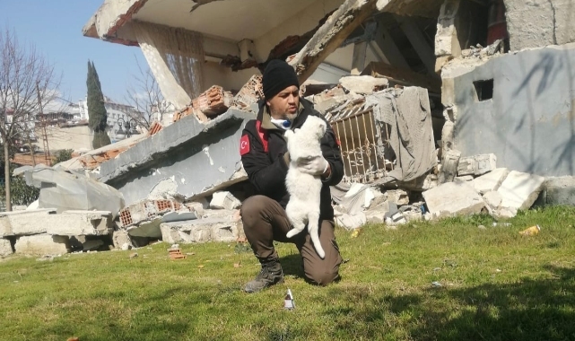 Depremzede kediler yeni evlerine kavuştu