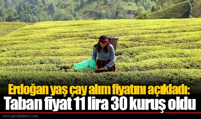 Erdoğan yaş çay alım fiyatını açıkladı: Taban fiyat 11 lira 30 kuruş oldu