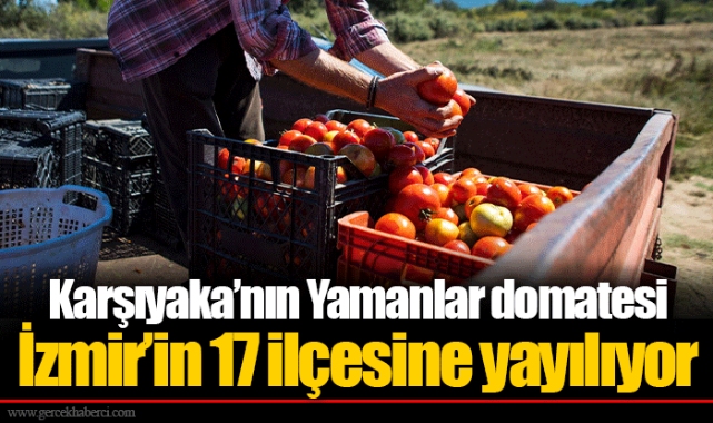 Karşıyaka’nın Yamanlar domatesi İzmir’in 17 ilçesine yayılıyor