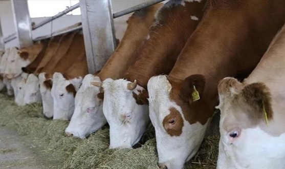 Kurban fiyatlarında yüzde 150'lik artış