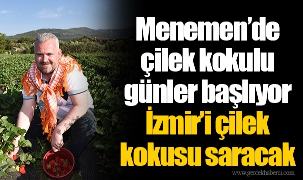 Menemen’de çilek kokulu günler başlıyor