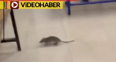 Oy kullanma kabinine girmeye çalışan fare, tekmelerle alandan uzaklaştırıldı