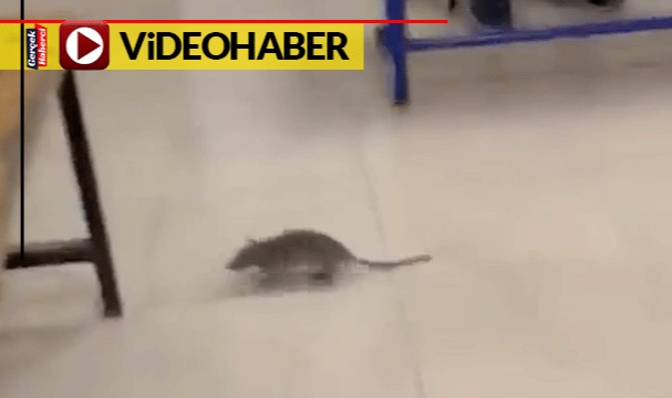 Oy kullanma kabinine girmeye çalışan fare, tekmelerle alandan uzaklaştırıldı