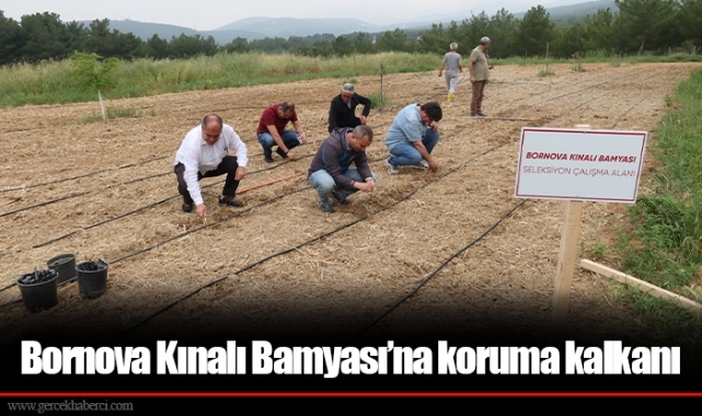 Bornova Kınalı Bamyası’na koruma kalkanı