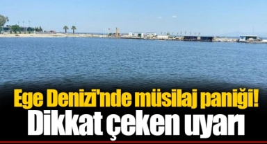 Ege Denizi'nde müsilaj paniği! Dikkat çeken uyarı