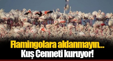 Flamingolara aldanmayın... Kuş Cenneti kuruyor!