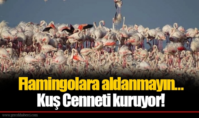Flamingolara aldanmayın... Kuş Cenneti kuruyor!
